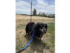 Blackie, Dachshund For Adoption In Vacaville, California