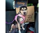 Nessa, American Staffordshire Terrier For Adoption In Huntington, Indiana