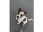 Oskar Diego, Jack Russell Terrier For Adoption In Alpharetta, Georgia