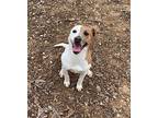 Coleen, Terrier (unknown Type, Medium) For Adoption In Harrison, Arkansas