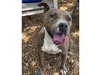 Magneto, American Staffordshire Terrier For Adoption In Davie, Florida