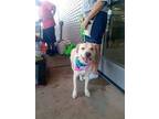 Dandy, Golden Retriever For Adoption In Huntington, Indiana