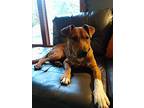 Ugio, Terrier (unknown Type, Small) For Adoption In Huntington, Indiana