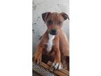 Rose, Terrier (unknown Type, Medium) For Adoption In Harrison, Arkansas