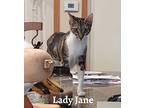 Lady Jane, Domestic Shorthair For Adoption In Fort Pierce, Florida