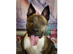 Lidy, Terrier (unknown Type, Medium) For Adoption In Elkhorn, Wisconsin
