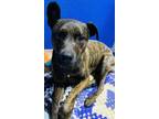 Leo-johnny, Terrier (unknown Type, Medium) For Adoption In Elkhorn, Wisconsin
