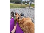 Baxter, Labrador Retriever For Adoption In Newport, North Carolina