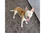 Blue, American Pit Bull Terrier For Adoption In Newport, North Carolina