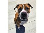 Scooby, American Pit Bull Terrier For Adoption In Sheboygan, Wisconsin