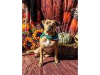 Theo, American Pit Bull Terrier For Adoption In West Allis, Wisconsin