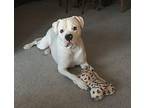 Mighty, American Staffordshire Terrier For Adoption In West Allis, Wisconsin