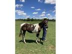 Cyrano, A Friendly Paint