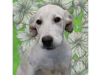 Adopt Tulip a Labrador Retriever