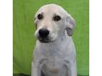Adopt Frog a Labrador Retriever