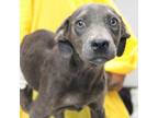 Adopt Xana_2 a Pit Bull Terrier, Retriever