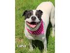 Adopt Luna a Pit Bull Terrier