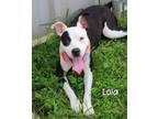 Adopt Lola a Pit Bull Terrier