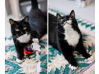 Adopt Winter a Domestic Short Hair