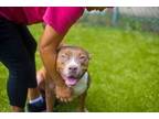 Adopt Carly a Pit Bull Terrier, Mixed Breed