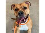 Adopt Roberta a Pit Bull Terrier
