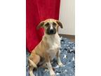 Adopt Julie a Australian Cattle Dog / Blue Heeler
