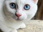 All White Cats White Burmese