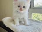 Persian Kittens