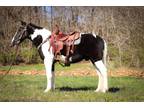 Super Gentle Black and White Spotted Saddle Gelding, Smooth and Easy to Ride