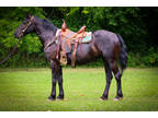 Flashy, Attractive Black Morgan Mare, Rides and Drives, Well Mannered