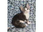 Adopt 6291 (Lacy) a Domestic Short Hair
