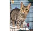 Adopt 6200 (Tegan) a Domestic Short Hair