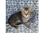 Adopt 6252 (Cynthia) a Domestic Short Hair
