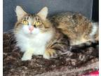 Adopt 6195 (Lucy) a Domestic Long Hair