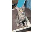 Adopt 6292 (Layla) a Domestic Short Hair