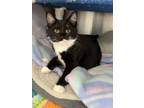 Adopt Tamale a Domestic Short Hair