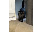 Adopt Enchilada a Domestic Short Hair