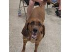 Adopt Libby a Redbone Coonhound, Bluetick Coonhound