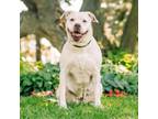 Adopt Clementine***ADOPTION PENDING*** a Terrier, Pit Bull Terrier