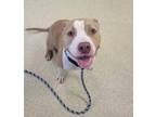 Adopt Star a Pit Bull Terrier, Mixed Breed