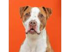 Adopt Astrid a Pit Bull Terrier, Mixed Breed