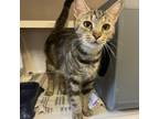 Adopt Dana a Domestic Short Hair