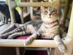 Adopt Katnip a Domestic Short Hair
