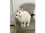 Adopt Duchess a Domestic Short Hair