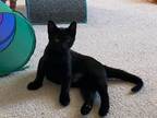 Adopt Sabrina a Exotic Shorthair
