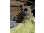 Adopt Pauline a Cardigan Welsh Corgi, Mixed Breed