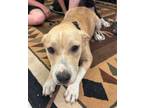 Adopt Honey a Pit Bull Terrier