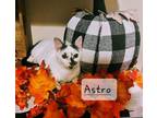 Adopt Astro #to-infiniti-and-back a Turkish Van, Domestic Short Hair