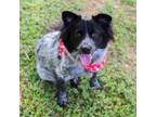 Adopt Denali a Australian Cattle Dog / Blue Heeler