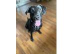 Adopt Amaya a Labrador Retriever